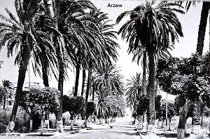 Arzew 197